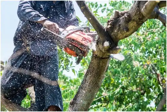 tree services Youngsville